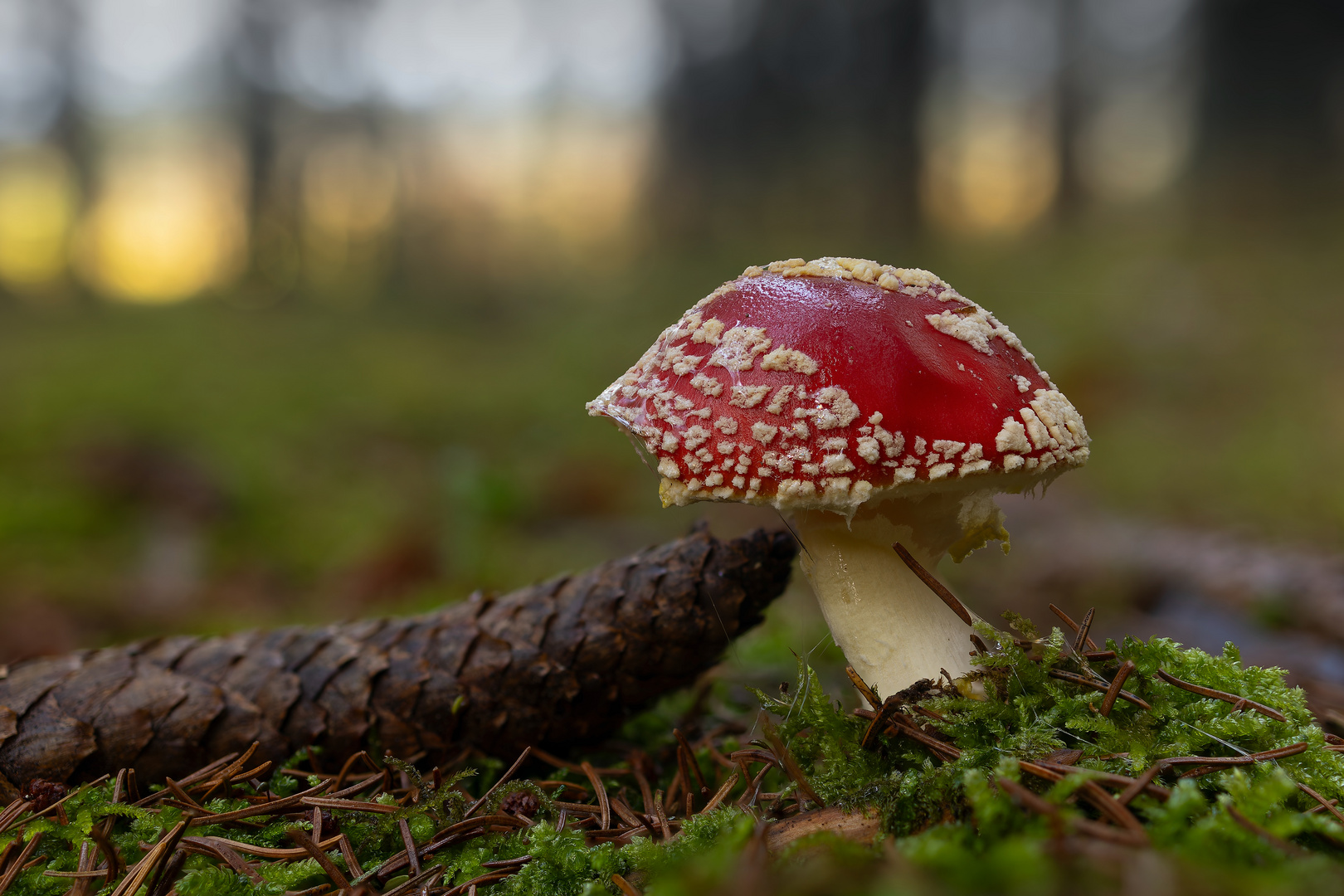 Amanita Muscaria