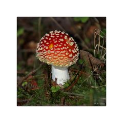 Amanita muscaria