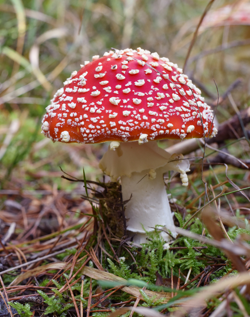 Amanita muscaria