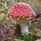 Amanita muscaria