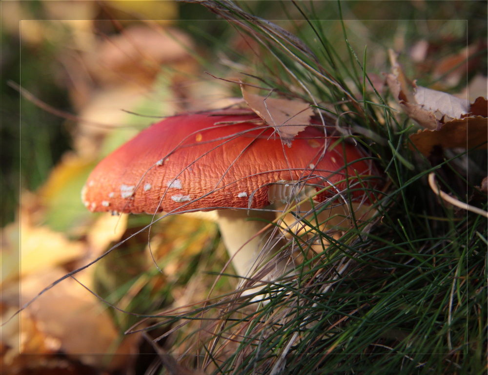 Amanita muscaria