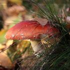 Amanita muscaria