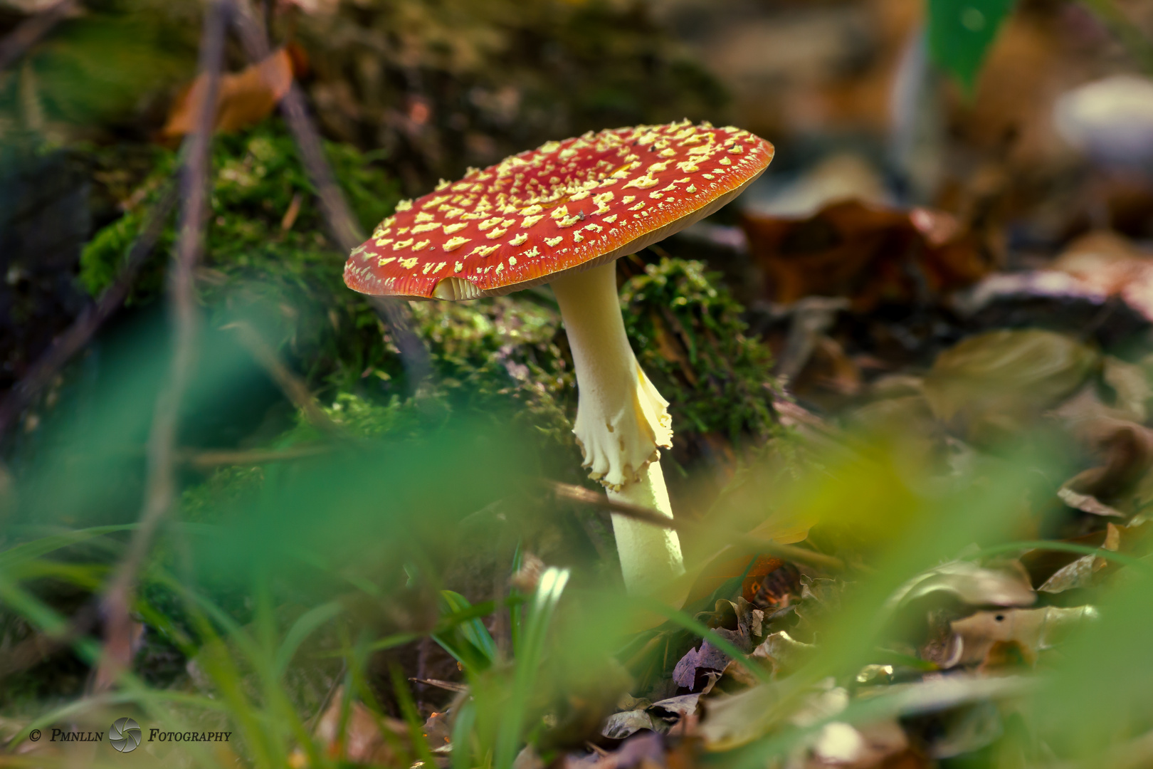 Amanita muscaria