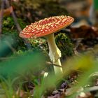 Amanita muscaria