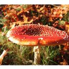 Amanita Muscaria