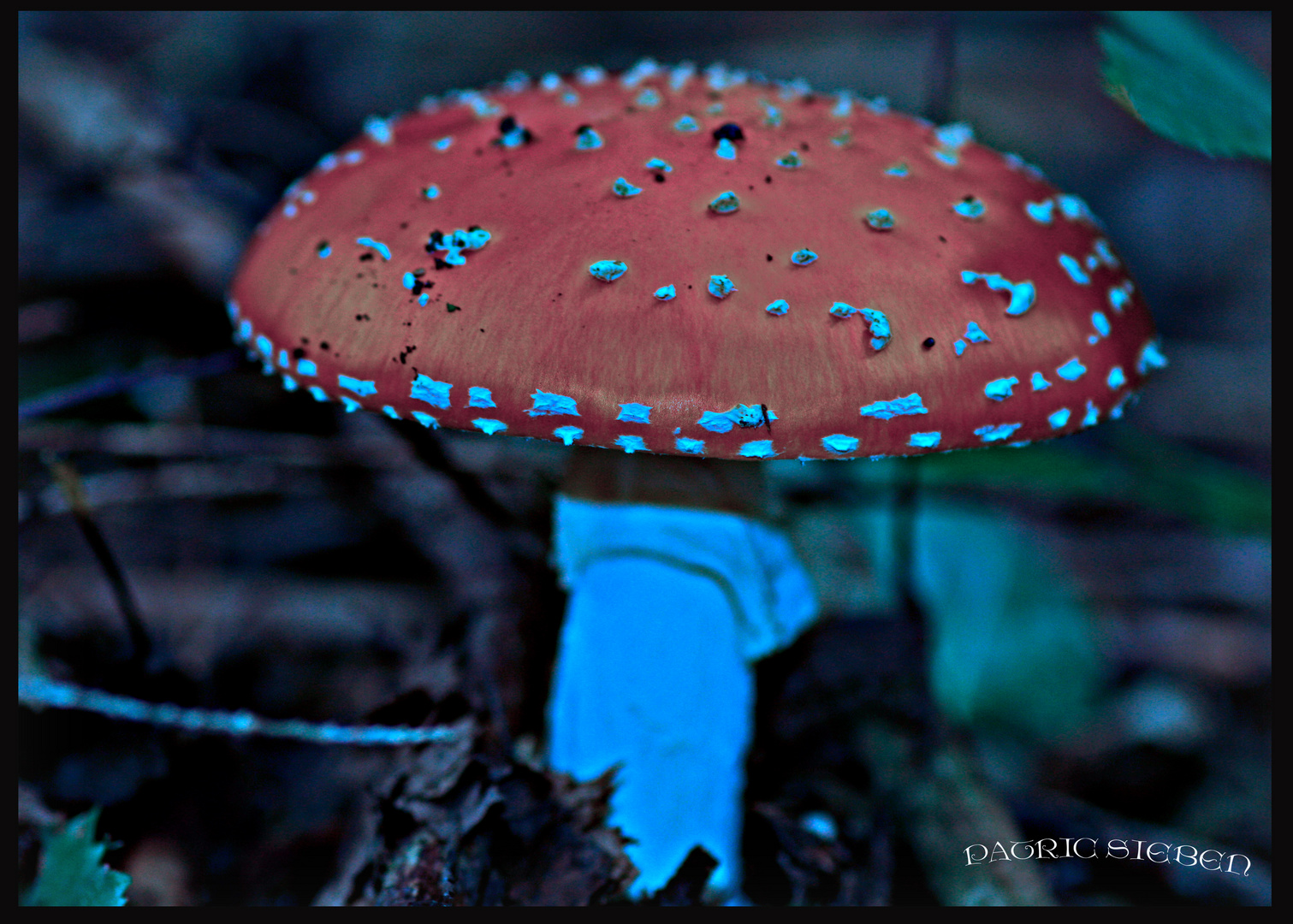 Amanita muscaria