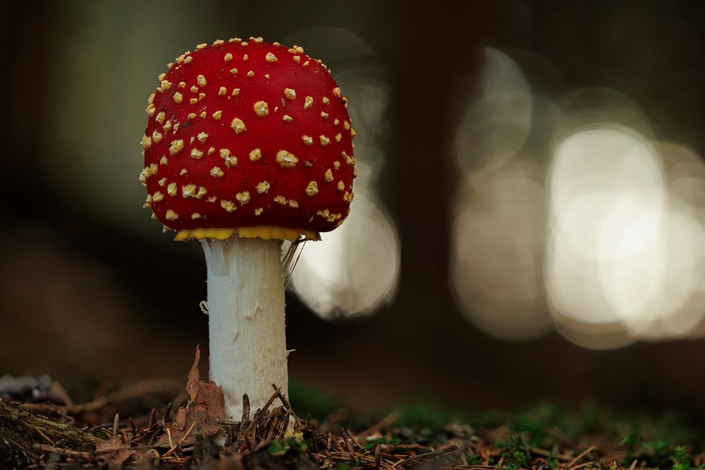 Amanita muscaria Foto & Bild pflanzen, pilze & flechten, landschaft