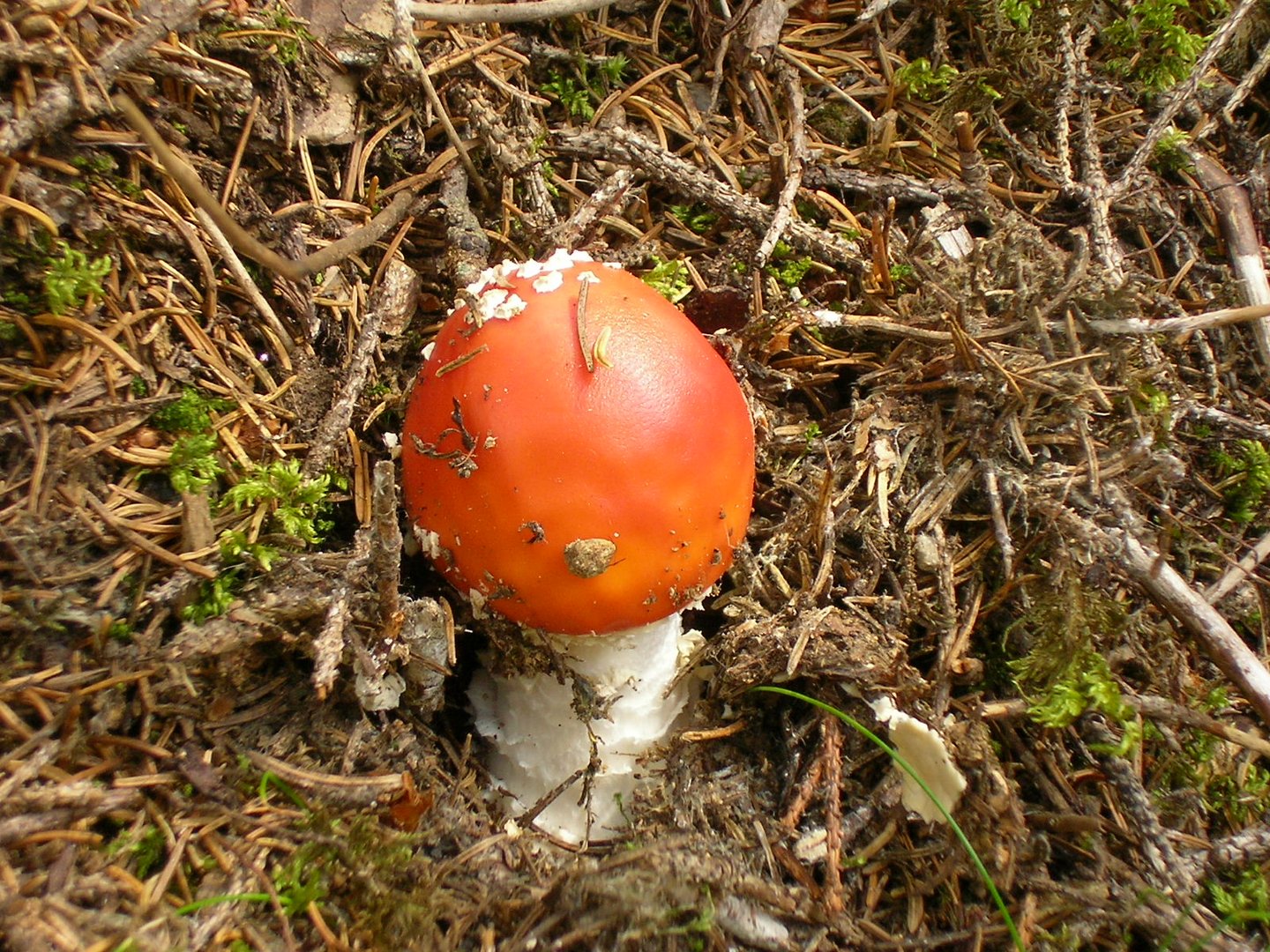 Amanita muscaria