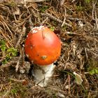 Amanita muscaria