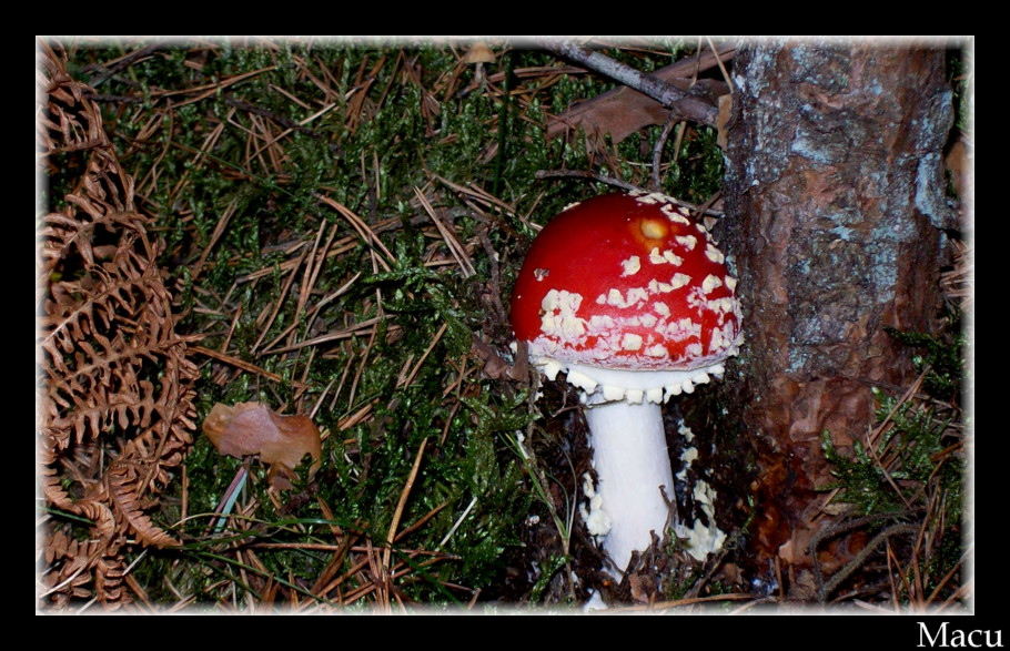 Amanita muscaria