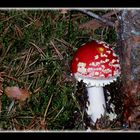 Amanita muscaria