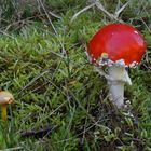 Amanita muscaria