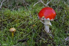 Amanita muscaria