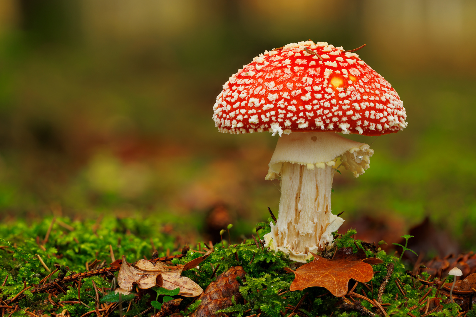 Amanita Muscaria