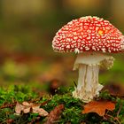 Amanita Muscaria