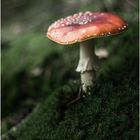 Amanita muscaria