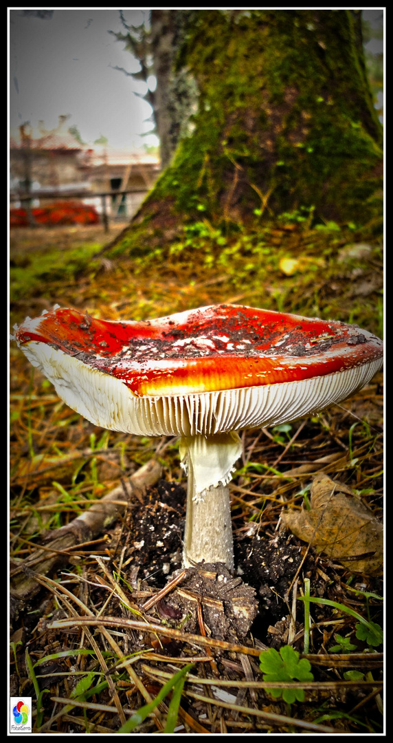 -Amanita muscaria-