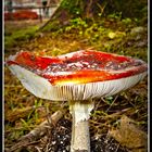 -Amanita muscaria-