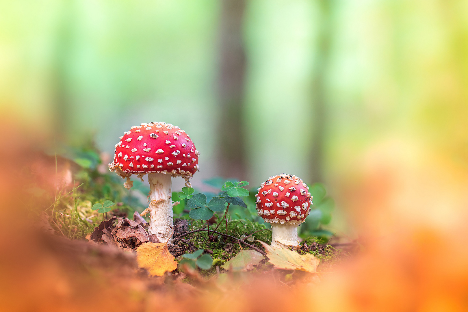 Amanita Muscaria