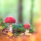 Amanita Muscaria