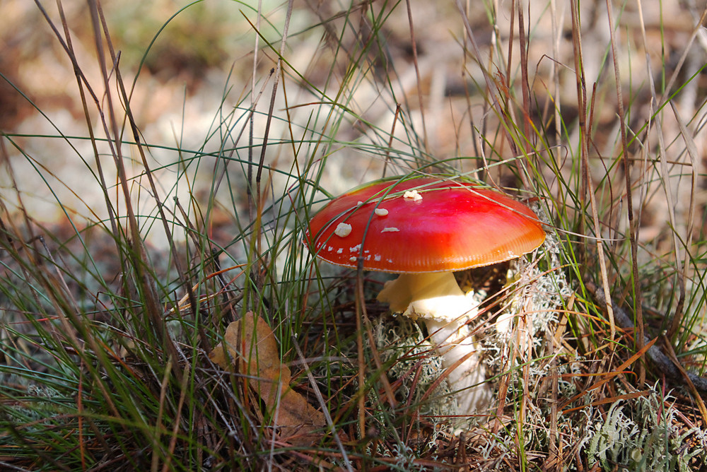 Amanita muscaria