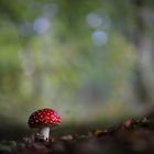 amanita muscaria