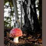 Amanita Muscaria