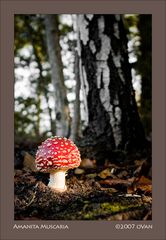 Amanita Muscaria