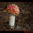 Amanita muscaria