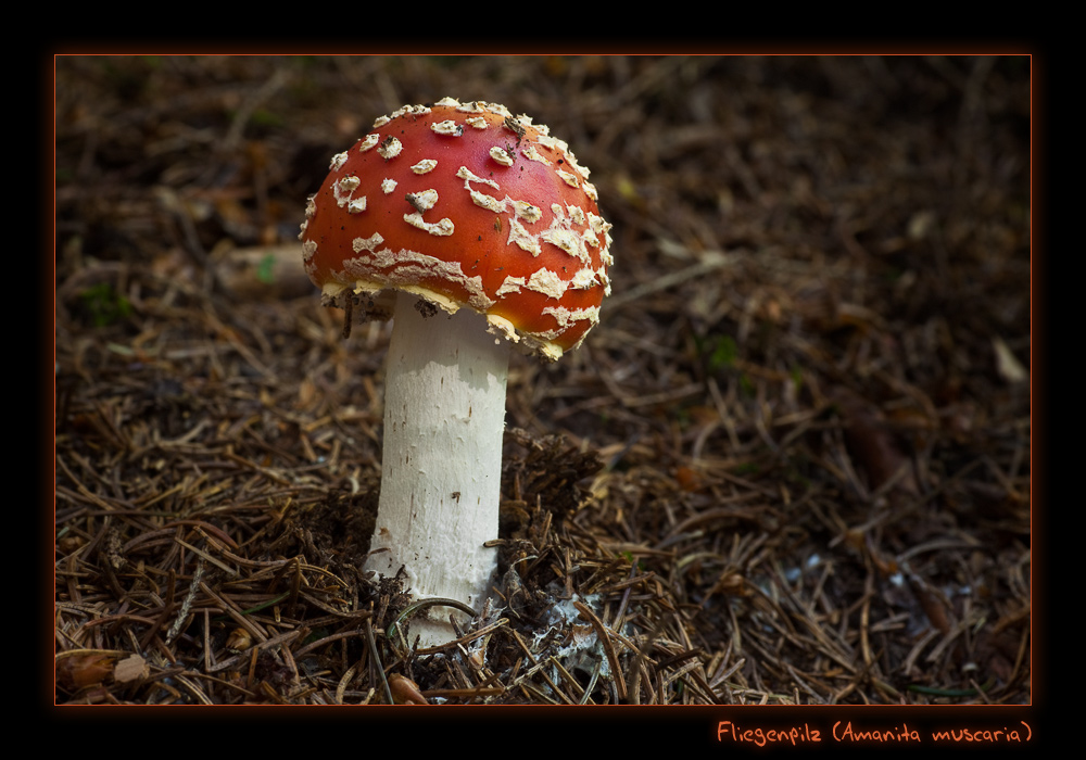 Amanita muscaria