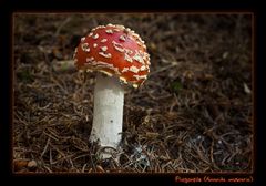 Amanita muscaria