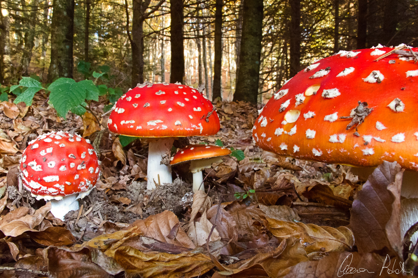 Amanita muscaria