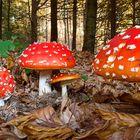 Amanita muscaria