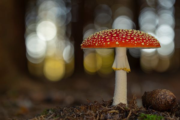 --- Amanita Muscaria ---