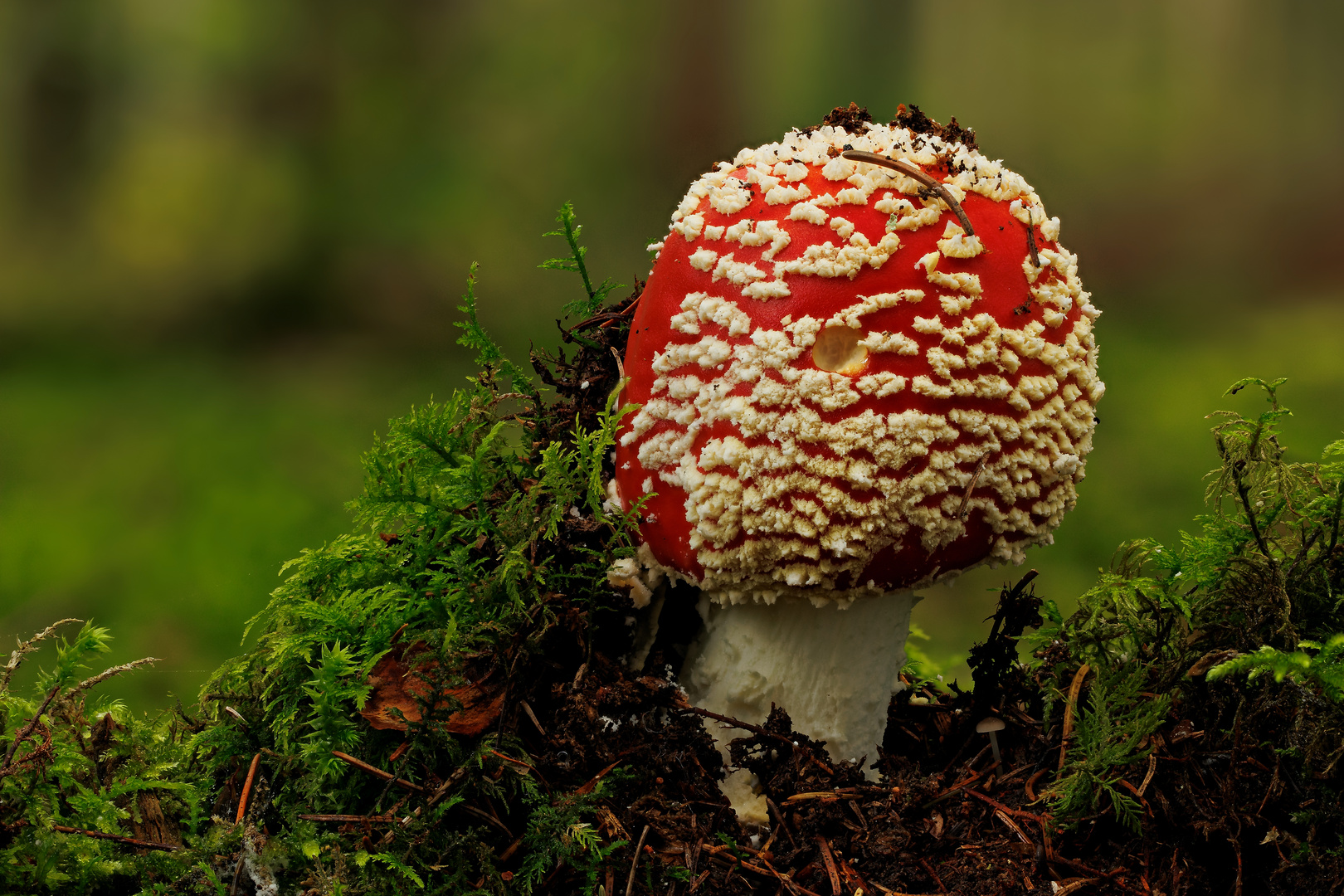 Amanita muscaria