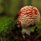 Amanita muscaria