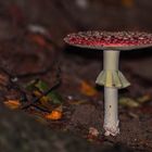 Amanita muscaria