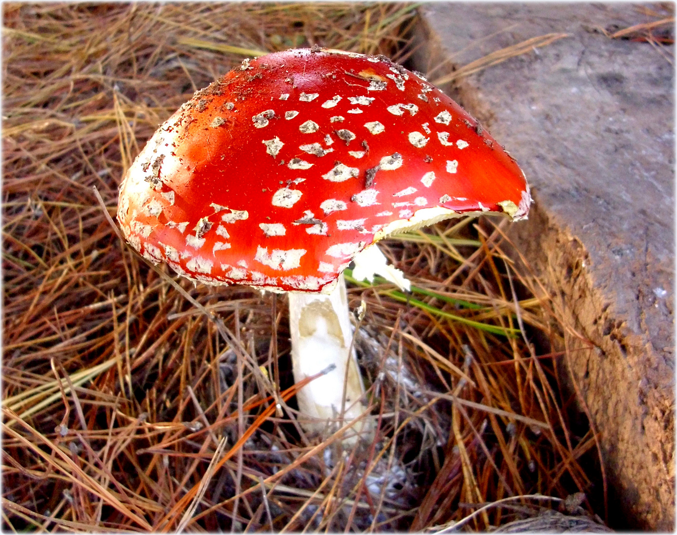 Amanita Muscaria