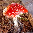 Amanita Muscaria