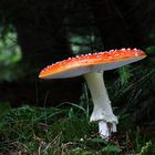 Amanita muscaria