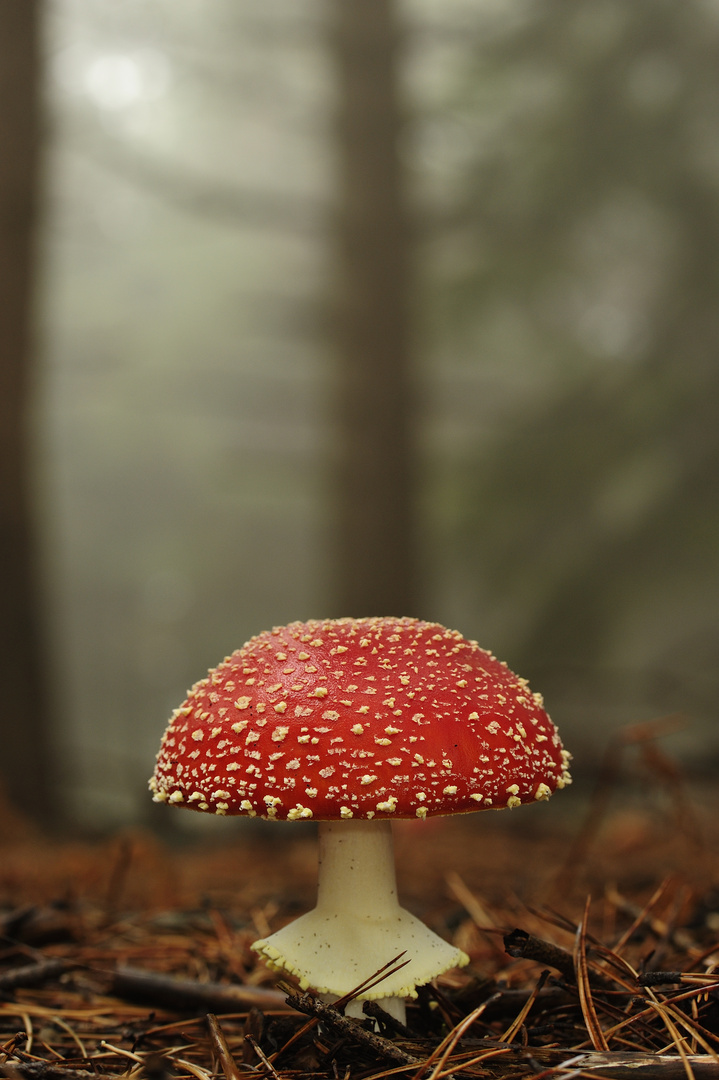 Amanita Muscaria