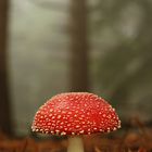 Amanita Muscaria