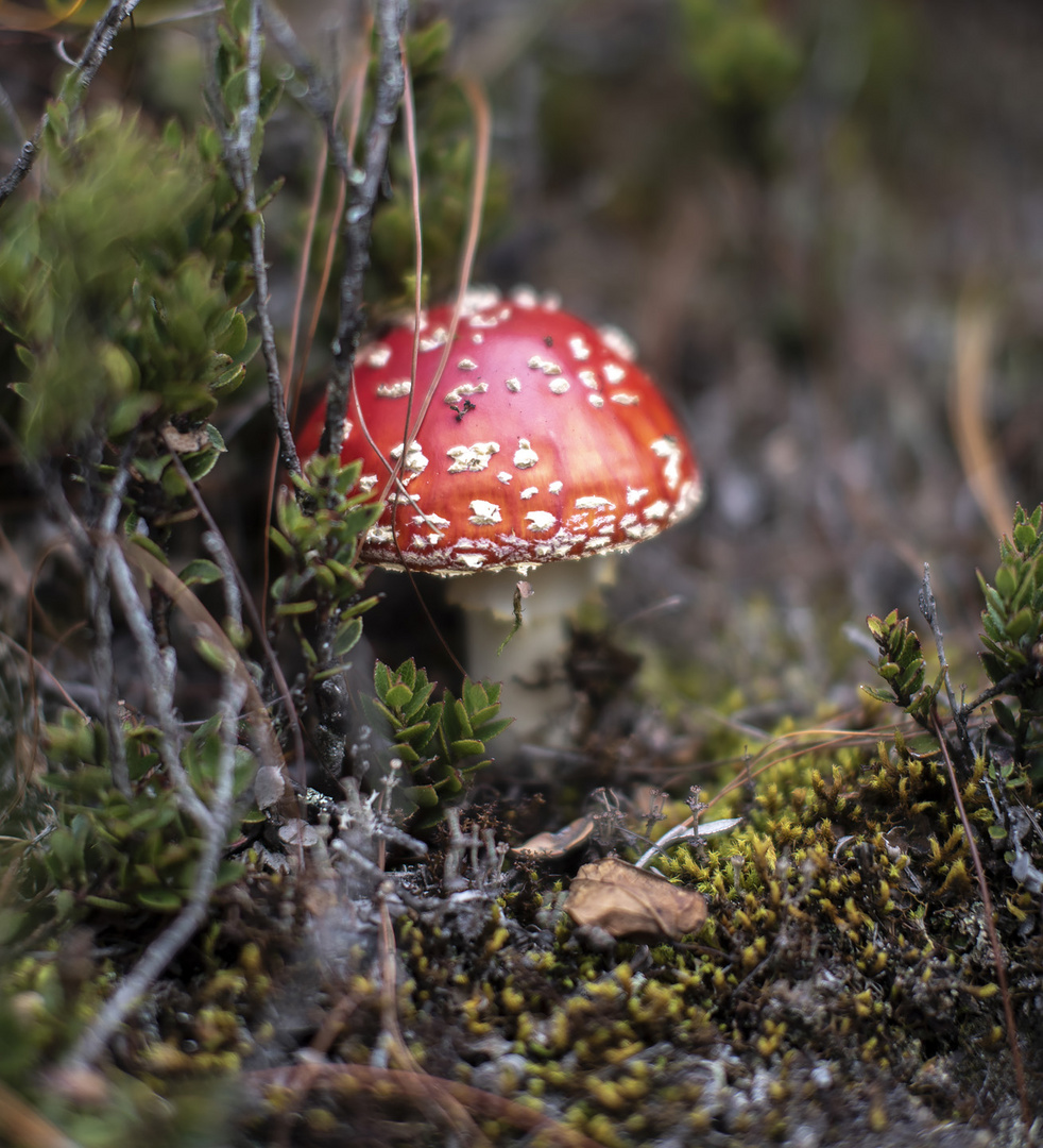 Amanita Muscaria