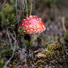 Amanita Muscaria