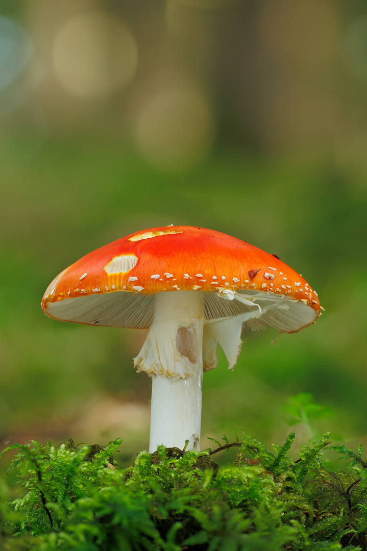 Amanita Muscaria (Archivaufnahme)