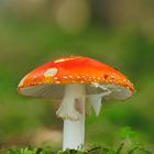 Amanita Muscaria (Archivaufnahme)