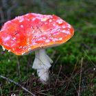 Amanita muscaria