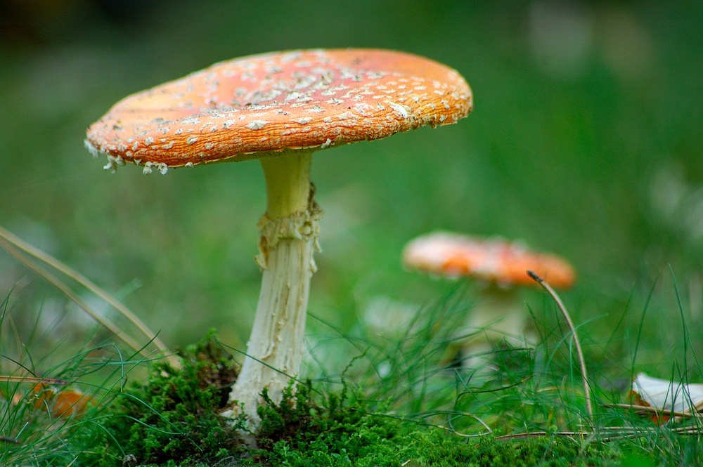 Amanita muscaria