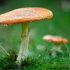 Amanita muscaria