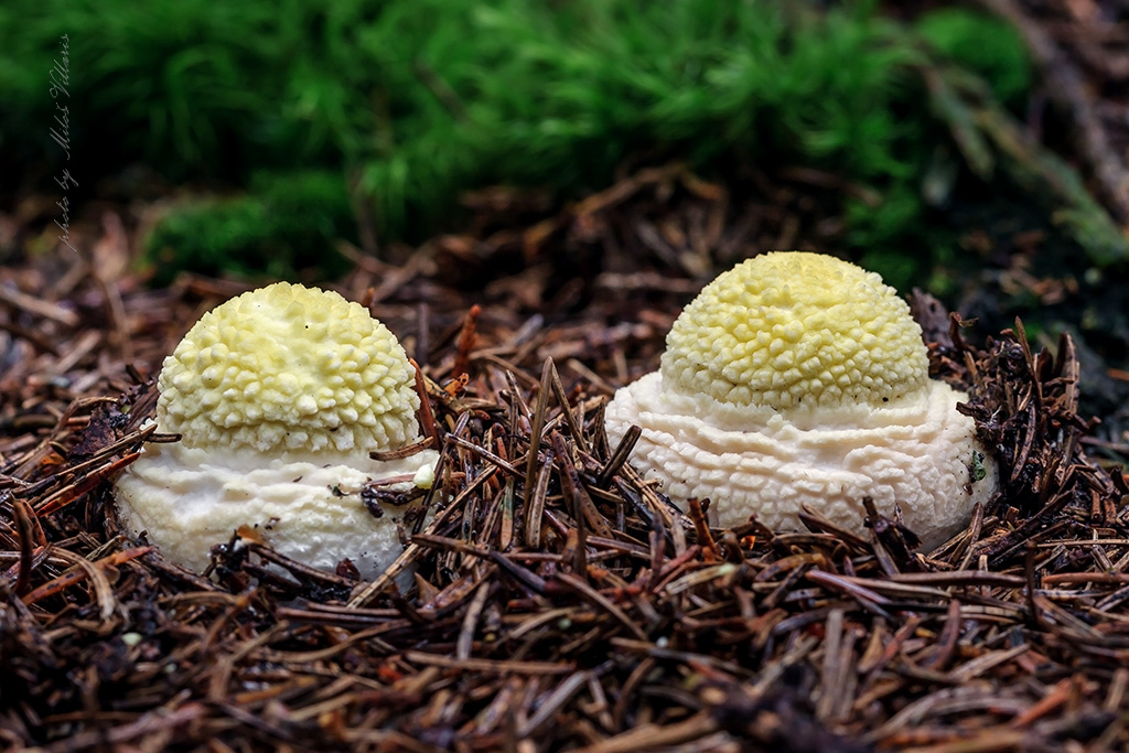 Amanita muscaria